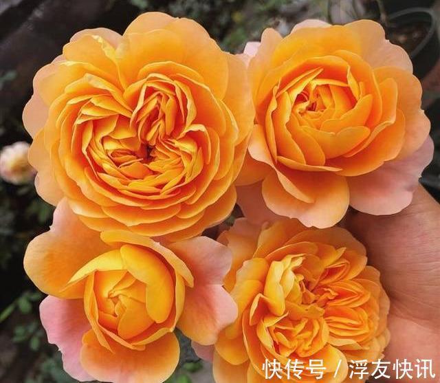 秋季养月季，“3多3少”很重要，占尽秋天芳华，冬天前开出最美花