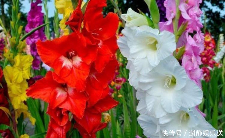 好养易爆盆的几款花卉,不用管也能疯长,叶子油绿花色艳