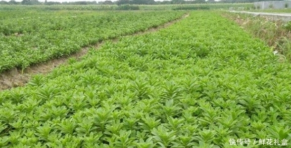 生命力|鄉(xiāng)下山坡的野草，傳說用金子也不換，吃它對(duì)心臟病有不錯(cuò)的療效