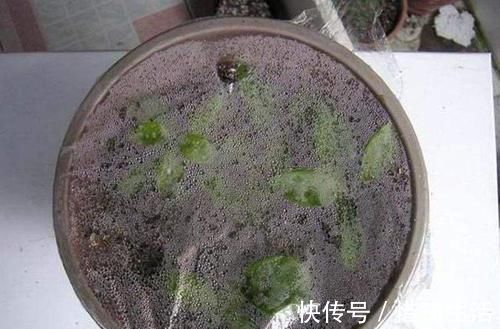 三角梅扦插总不活?吹口仙气,成活率翻倍,20天冒新芽