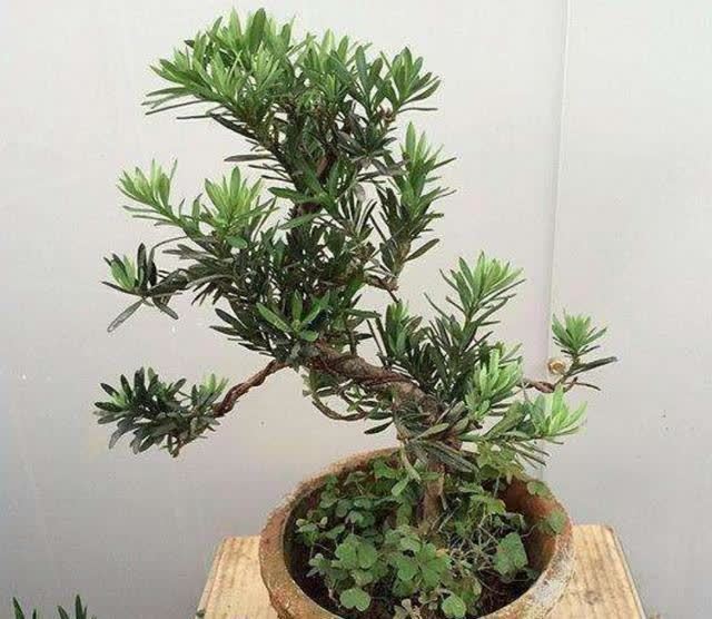 俗语:“客厅有树,十有九富”,不是迷信,为了好兆头也要养一盆