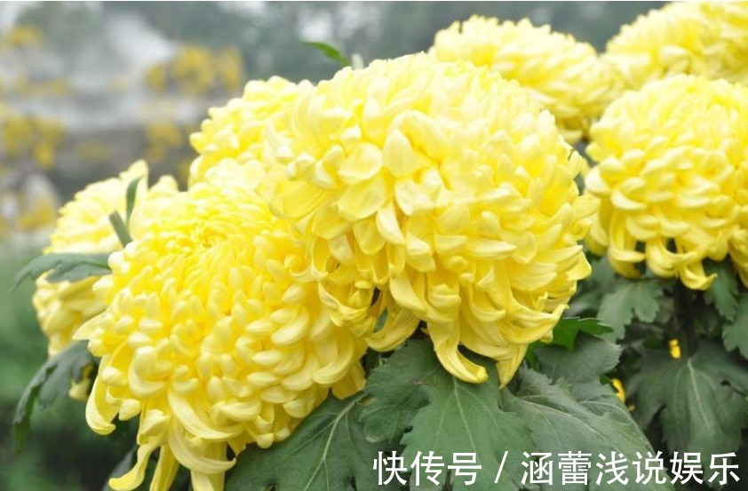 秋季菊花长花苞保证“1掐2足”,花又大又周正,整整齐齐开爆盆