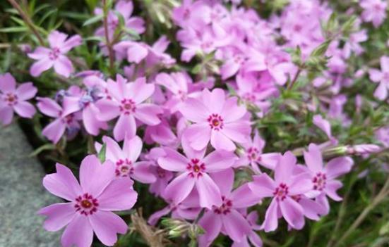 种子发芽温度|养花却不知道什么时候播种,看了此个就知道了