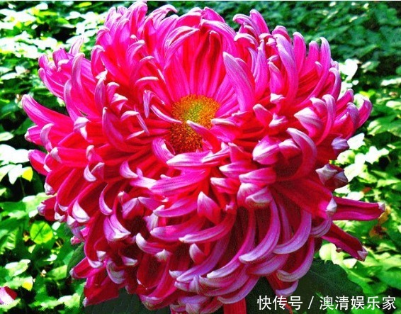 喜欢菊花,不如养盆“菊中精品”鸳鸯荷,似鸳鸯戏水,美丽大气