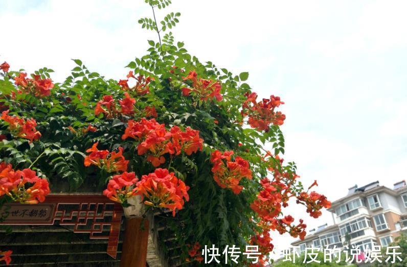 11月养3种耐寒花，种一次年年有花赏，轻松开出一面花墙