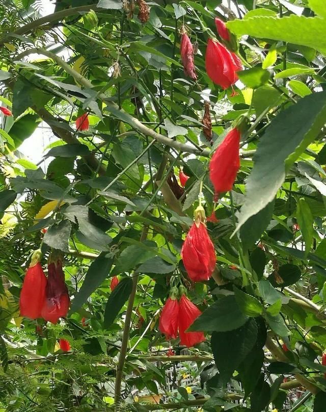 10种过年养的花，花市找不到，谁见了都稀罕