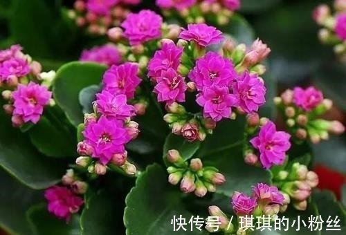 管理|立秋后,长寿花要想花苞累累,要怎样管理?