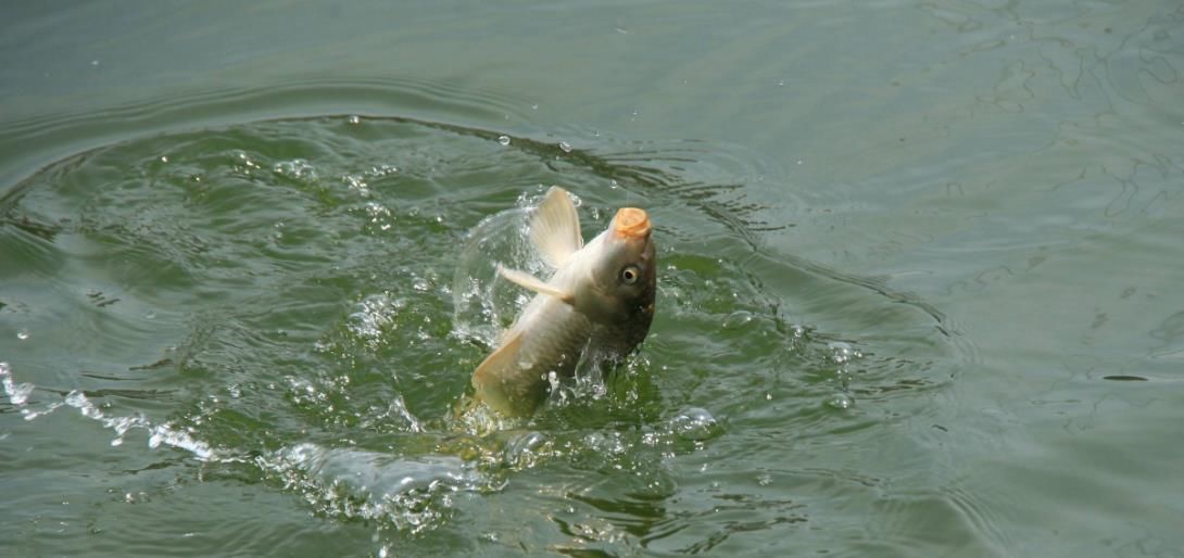 钓法|“子线躺底”这种钓法有什么好处其实只有5个字，但足够了