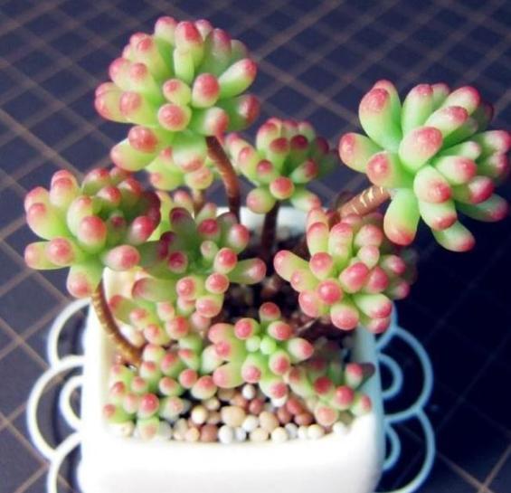 新手小白养殖多肉植物,想要个个长爆盆需多注重5个小技巧