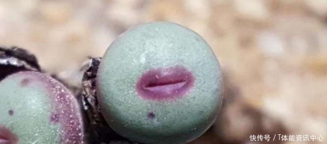 不按套路生长的多肉,最后一个竟撞脸弹簧_星图看多肉!