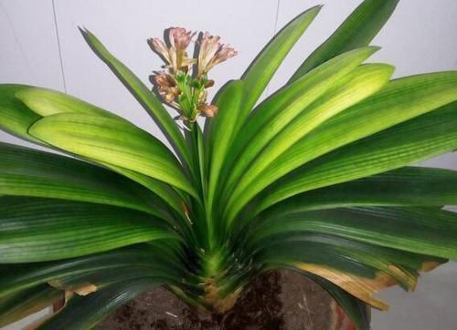 光照|君子兰叶子发黄的8大原因及处理方法