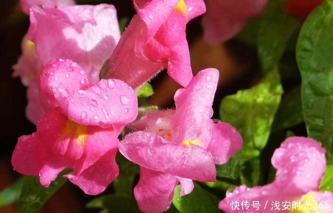 栩栩如生|此花如灵动的金鱼一般，栩栩如生鲜艳夺目，是吉祥之花