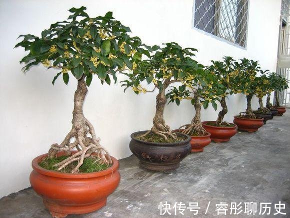 家里种树有讲究,4种吉祥树,庭院种一棵,多子多福又吉利