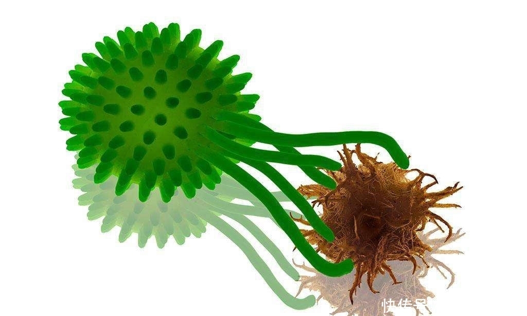 冬季|冬季每天吃20克黑木耳,会收获5个好处,但有1点别忽视