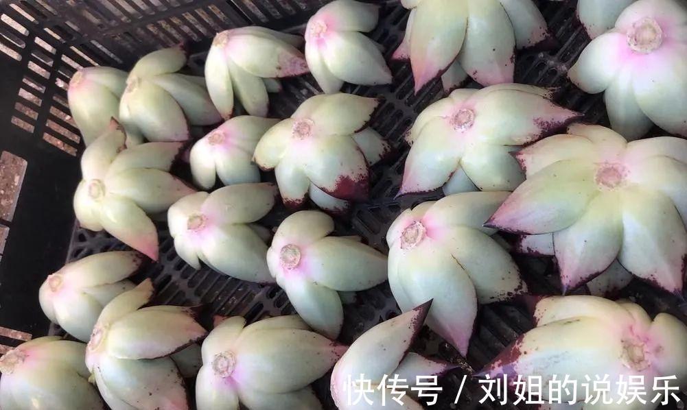 多肉徒长不用怕,拦腰砍断,憋出一堆芽