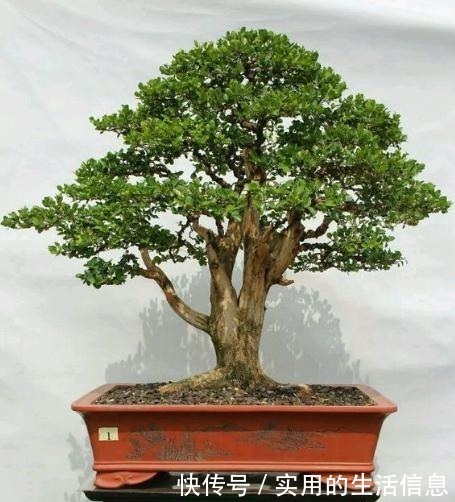 植物|富贵人家爱摆“6种花”,不仅外形美,还越养越值钱,再贵也要买!