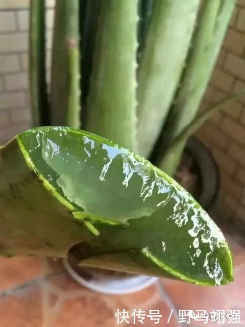 金钱树|太省心的花，1个月浇一次就行，叶子长的还超旺盛！