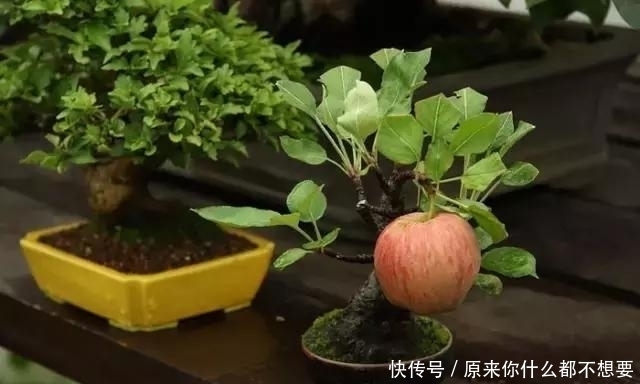 世界上又一奢侈品《盆栽》一盆就是一座房子!