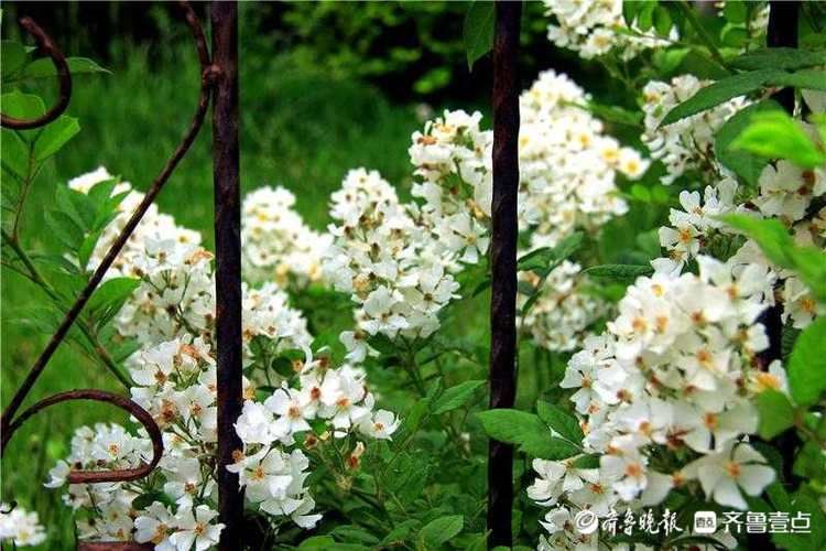 彩瀑流泻，夏日半浅！济南平阴蔷薇花热情盛开惹人醉|花开齐鲁| 平阴蔷薇花