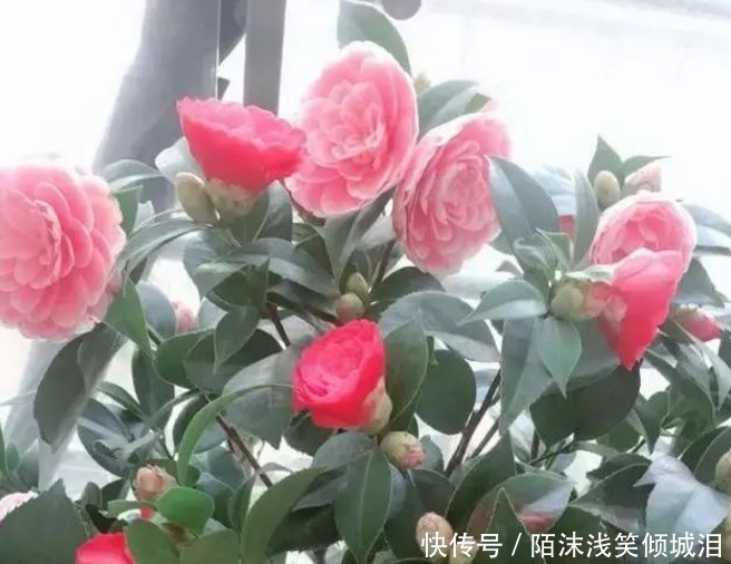 茶花|“4种花”是养花首选，漂亮又好养，花朵硕大，花期长！