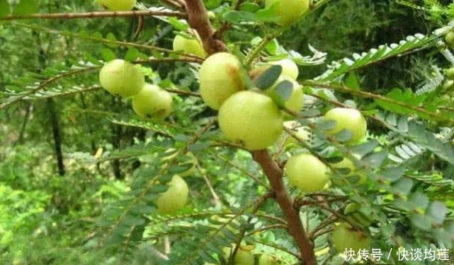 藏在身边的“止咳王”就是它,做法简单,止咳润肺,冬天不咳嗽