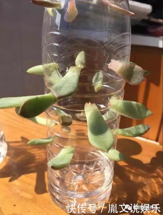 塑料瓶别扔了,用来养花真是神器!可别浪费了!