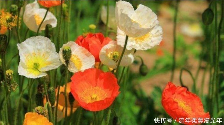 光照|4种花,漂亮又好养,开花爆盆很简单,满树都是花朵