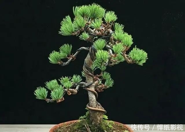 清朝|五针松以“五叶丛生”得名,早在清朝光绪年就在三十六湾村走红!