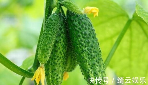 营养物质|多吃四种食物,补充营养、改善体质,好处多多,聪明人都在吃