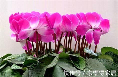 养花试试这几款，是冬春季节不可缺少的花卉之一