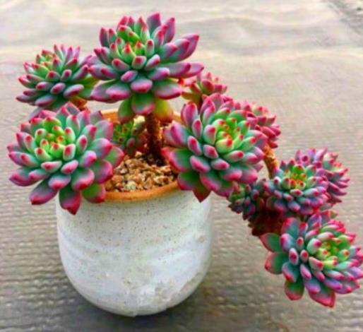 长势|多肉徒长摊大饼?教你这样操作,肉肉变美长势好