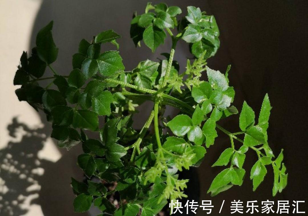 浇水|入冬修剪,这9种花,剪错不开花、杆子会枯死