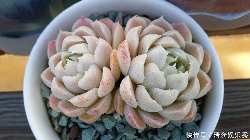 盘点10种“容易度夏”多肉,南北方花友,随便选、随便养