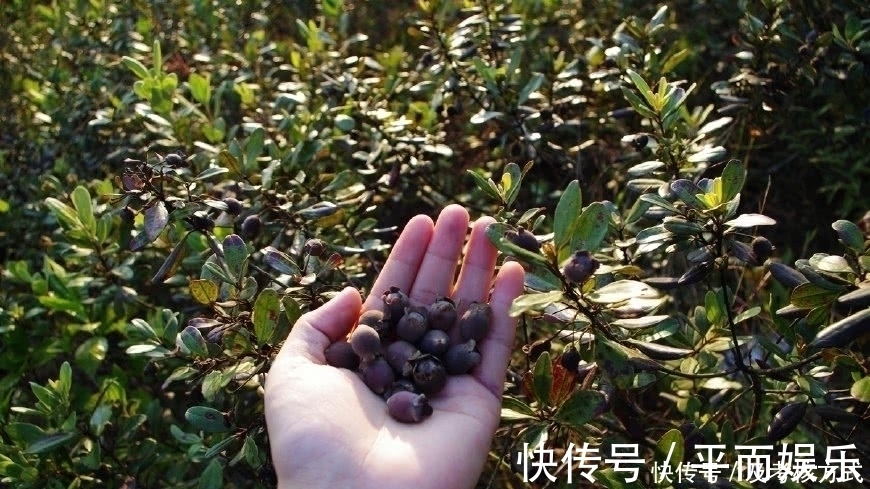野果|农村小孩最爱吃的野果,好吃可别贪嘴,不然会让你一辈子记住它