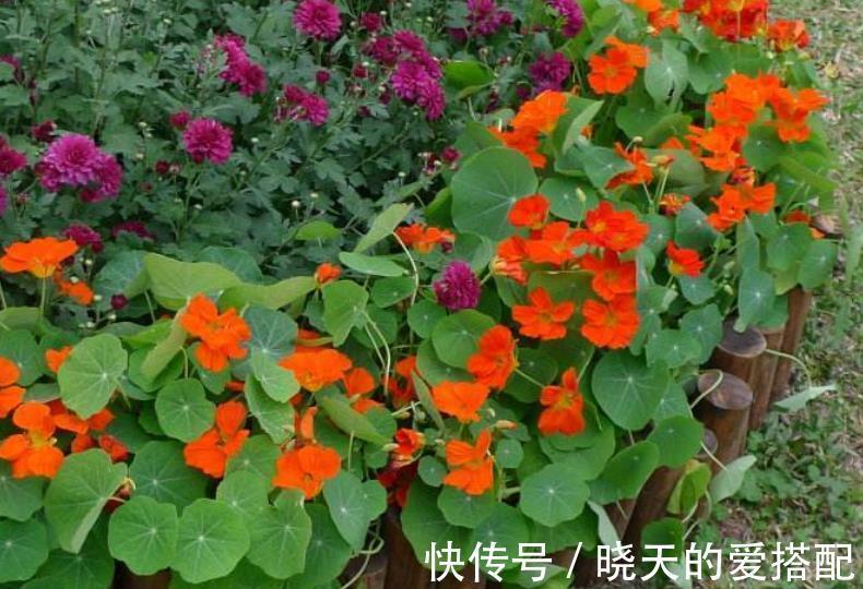 阳台|有个小阳台，养棵爬藤花，皮实好养绽放整个秋天，开出花瀑布