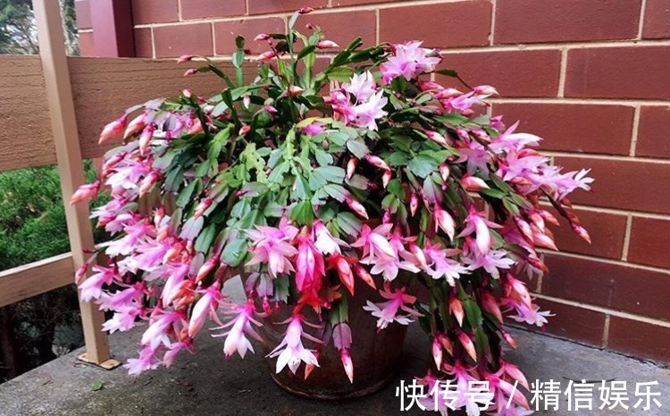 生根|邻居扦插蟹爪兰,准备1块“泡沫板”,促进生根,养2周冒白根