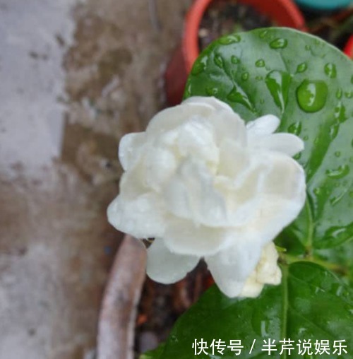 茉莉|邻居养了一株笔尖茉莉,香味蹿进了左邻右舍,太好闻了!