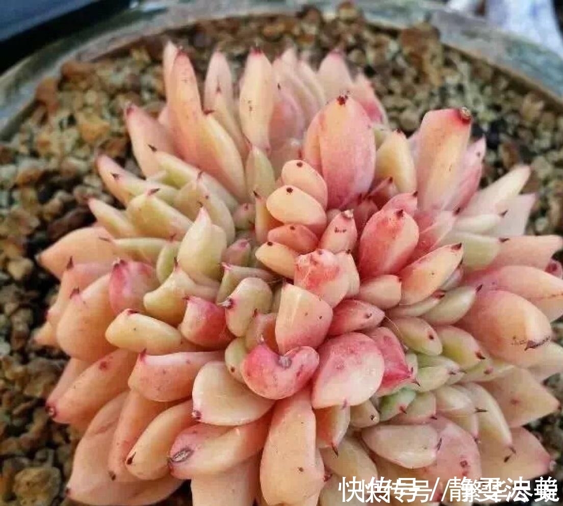 休眠|夏天多肉千万别暴晒，除非看了这篇文章，不然多肉化水了