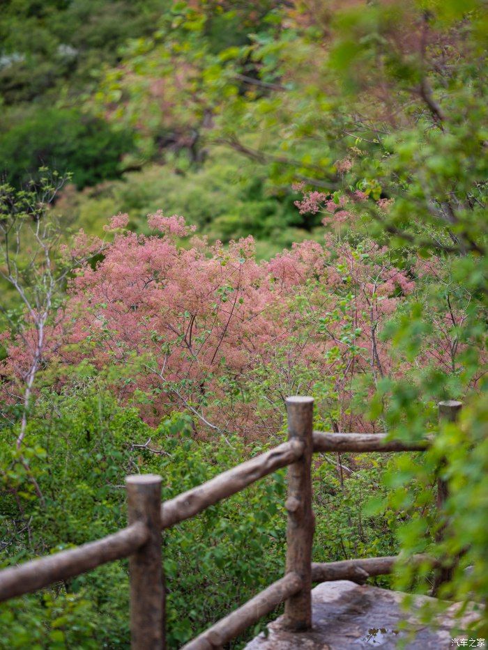 粉红|【郊野行摄】春风拂面，黄栌花开---雨中游京西幽岚山