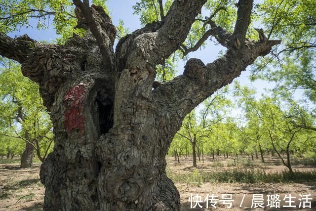 稷山国家板枣公园|走进稷山国家板枣公园 欣赏千年枣林艺术宫殿