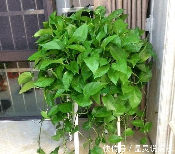 绿萝想|绿萝想打了鸡血一样爆盆,这3招您得学