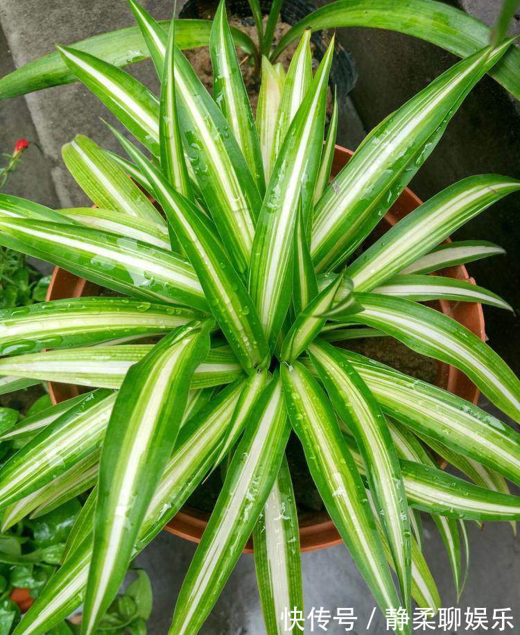 吊兰“干尖黄叶”,注意3个方面“不达标”,别忽视!