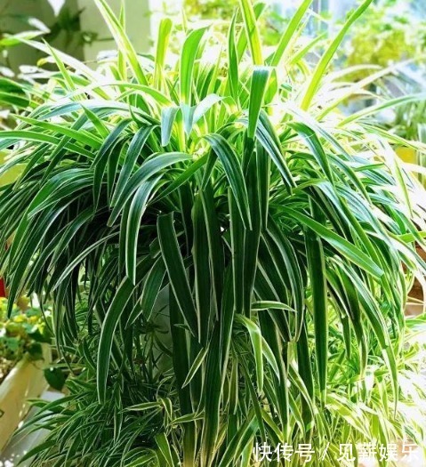 废油|吊兰、蟹爪兰养不好挖个洞,填点“料”,新芽猛窜,花朵多又艳