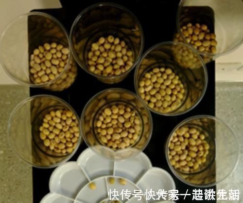 父母|“老师让带1万颗豆”,宝妈陪娃数到凌晨,质问老师遭打脸