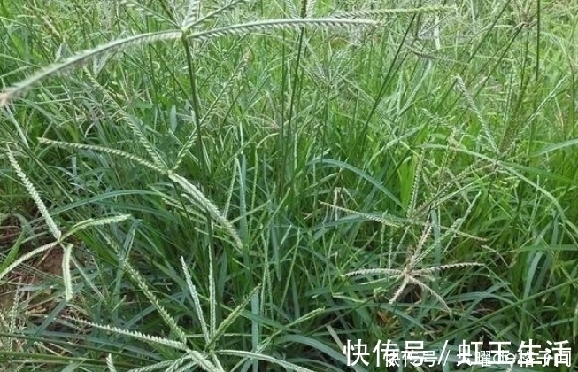 遇见|提个醒：在农村遇见此野草，记得要拔回家，有很大的用处，了解下