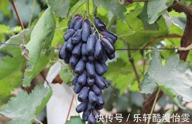 空地|家中有空地，此树种2棵，甘甜可口，比桃子梨好吃，种植简单易活