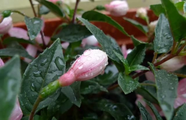 雨水|10种不能淋雨的花，淋完雨就死，盆栽养花注意事项