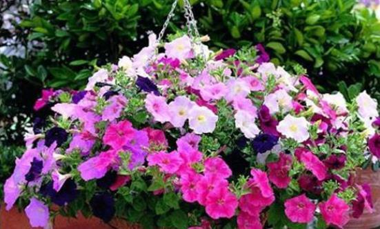 种子发芽温度|养花却不知道什么时候播种,看了此个就知道了