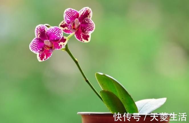 烂根|蝴蝶兰上盆时,水苔压紧好还是不压紧好?灵活应对,根粗苗壮