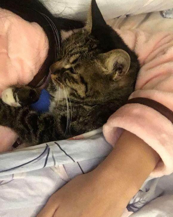 导尿管|七块五买回一只中华田园猫,谁知喂养六年后,噩梦开始了